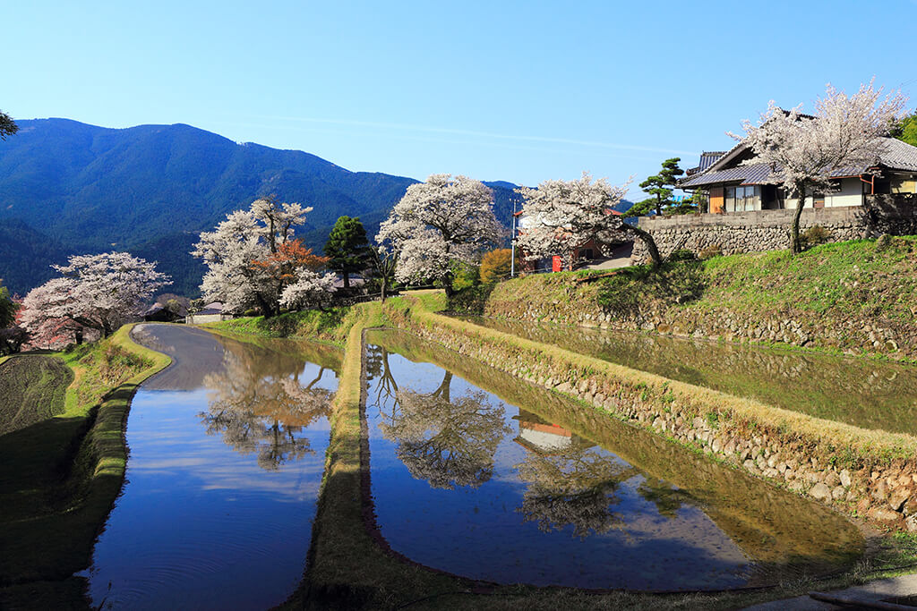 三多気の桜