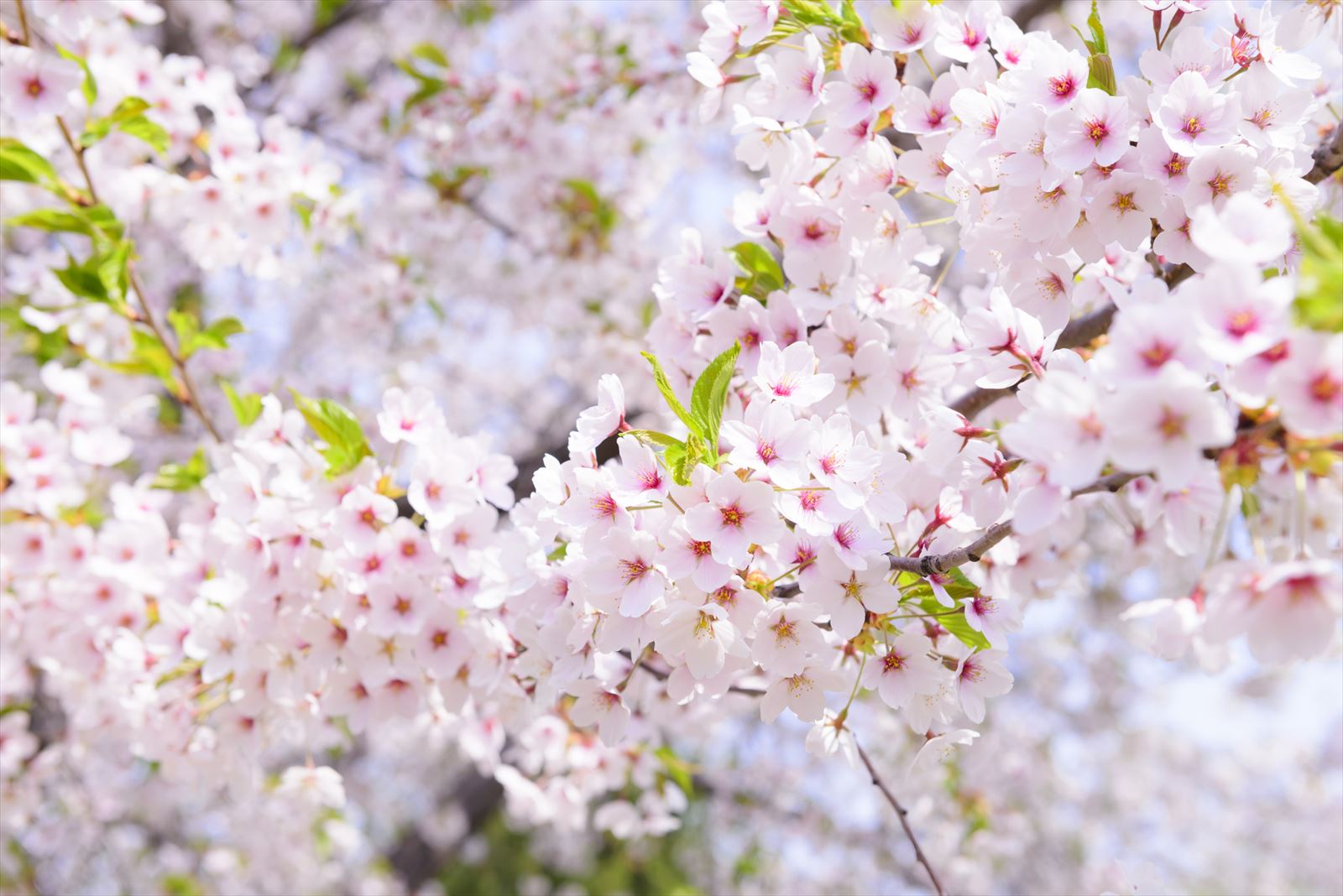 桜の花