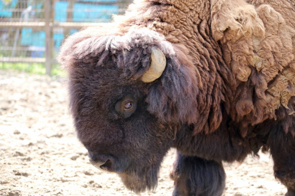 宮崎市フェニックス自然動物園