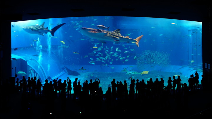 美ら海水族館（沖縄県）