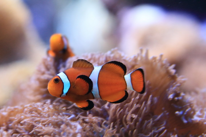 京都大学白浜水族館