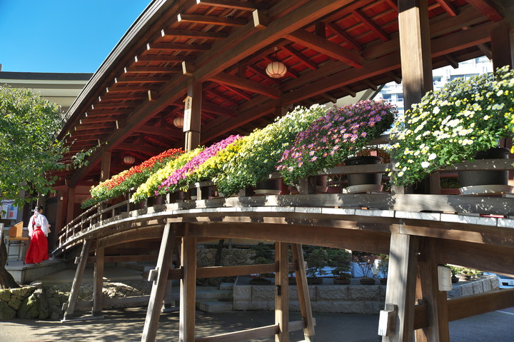 湯島天神菊まつり