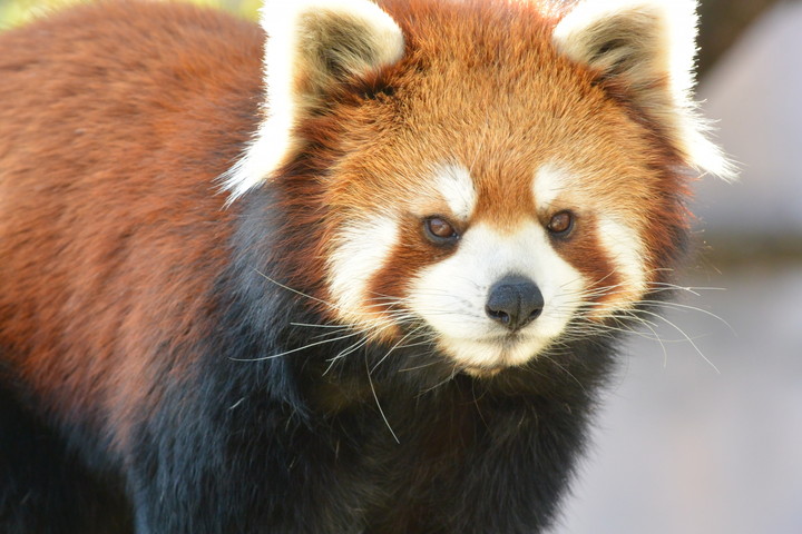 神戸市立王子動物園