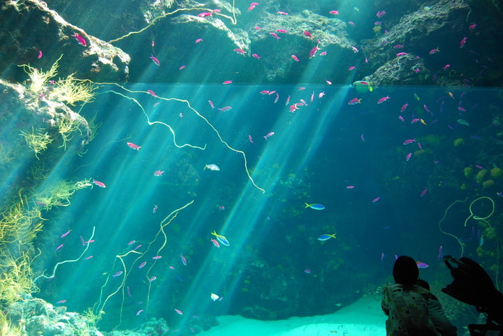 環境水族館アクアマリンふくしま