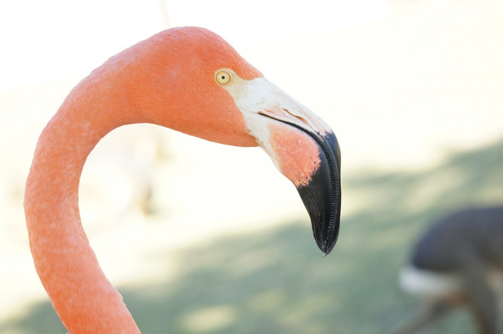 桐生が岡動物園