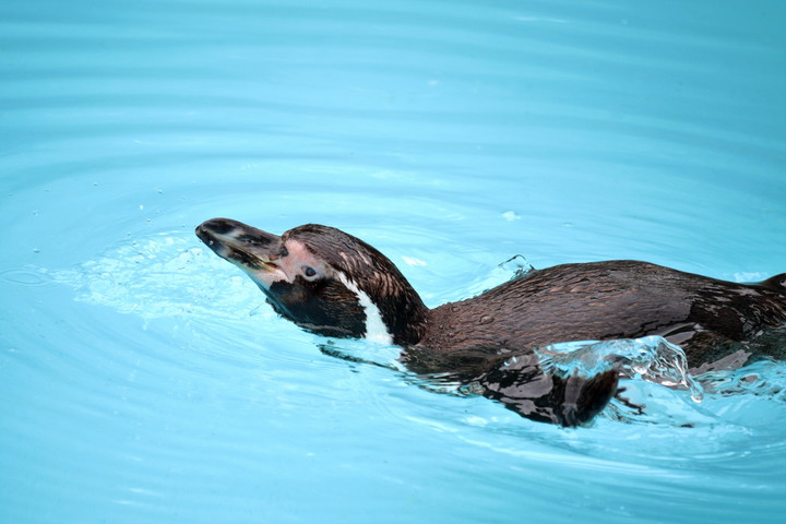 姫路市立水族館