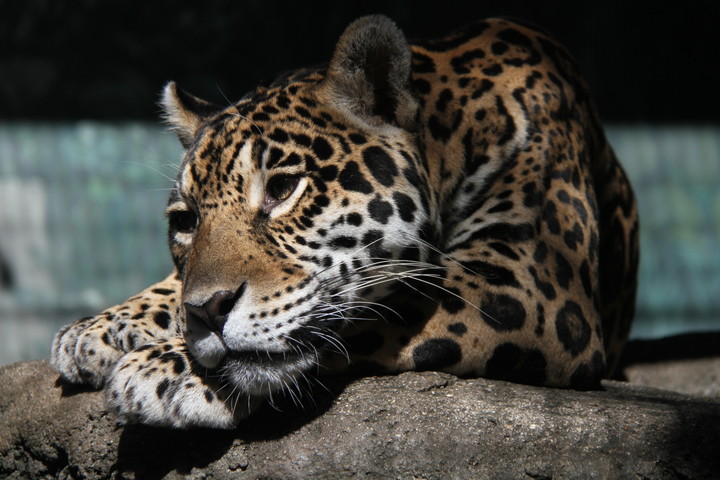 天王寺動物園