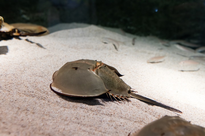 すさみ町立エビとカニの水族館