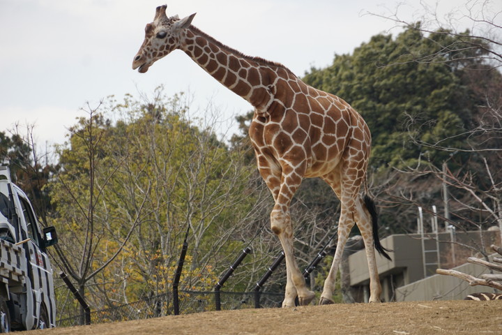 よこはま動物園ズーラシア