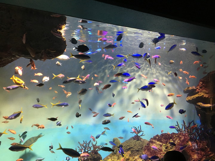 宮島水族館　みやじマリン（広島県）