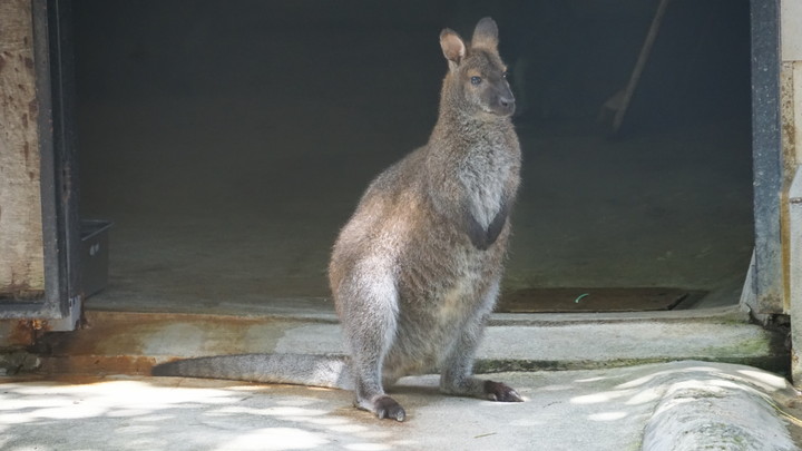 五月山動物園