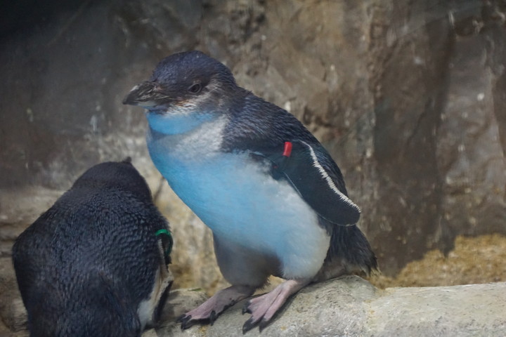 仙台うみの杜水族館