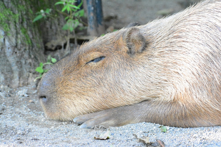 伊豆シャボテン公園