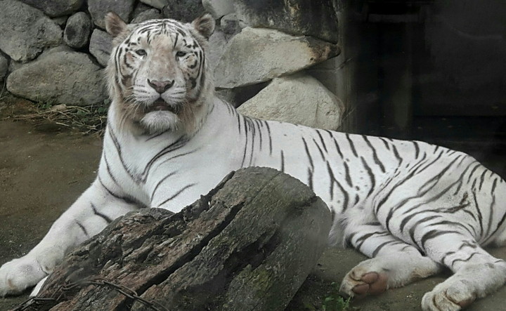 東武動物公園