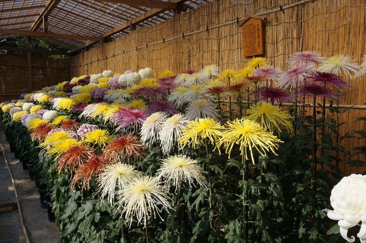 神戸菊花展（兵庫県）