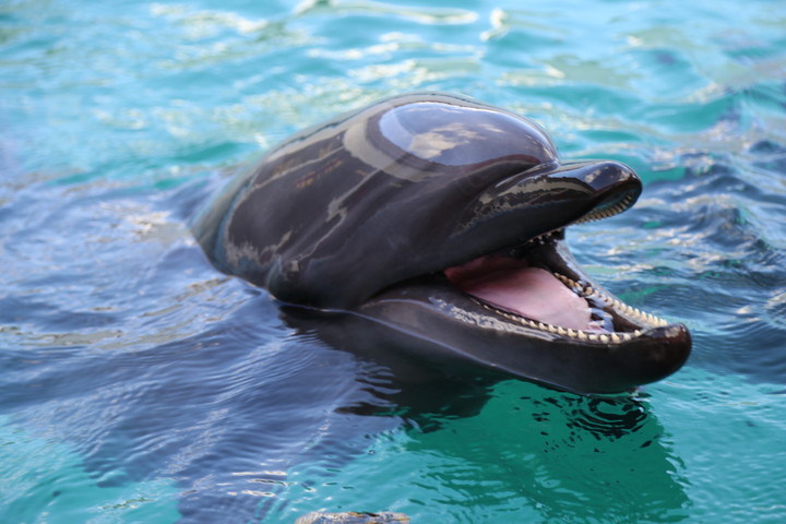 鳥羽水族館