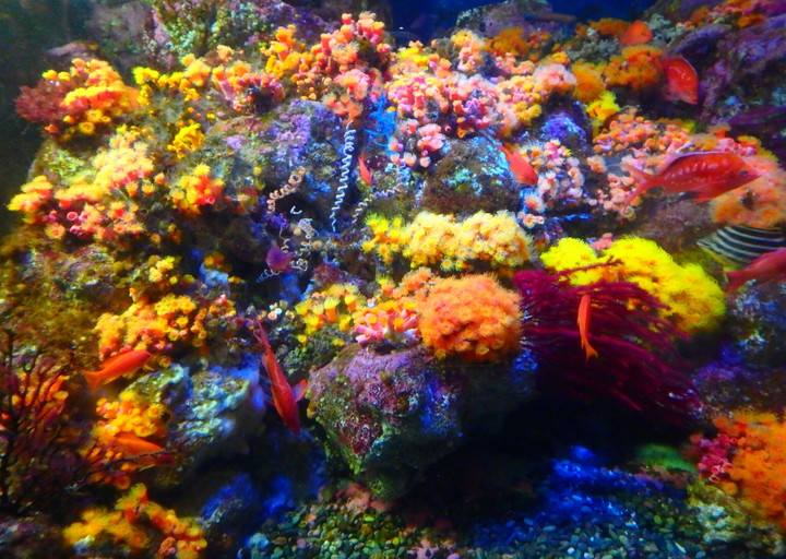 新江ノ島水族館