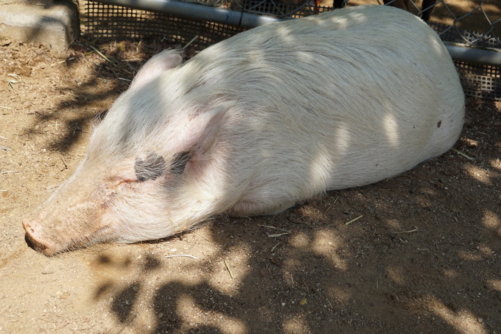 埼玉県こども動物自然公園