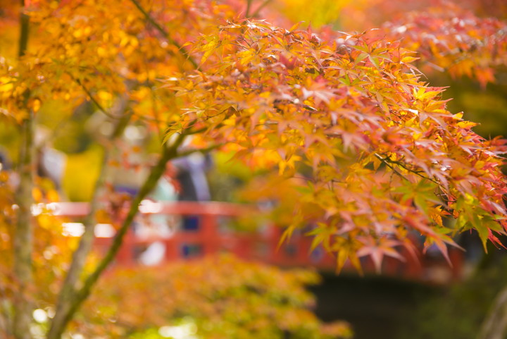 紅葉谷公園