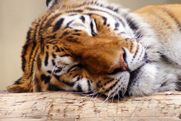 京都市動物園