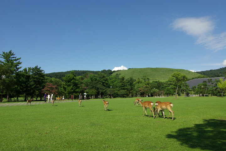 奈良公園（奈良県）