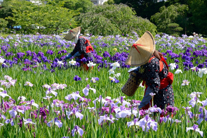 横須賀しょうぶ園