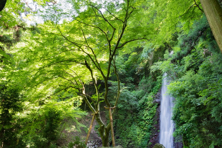 養老の滝