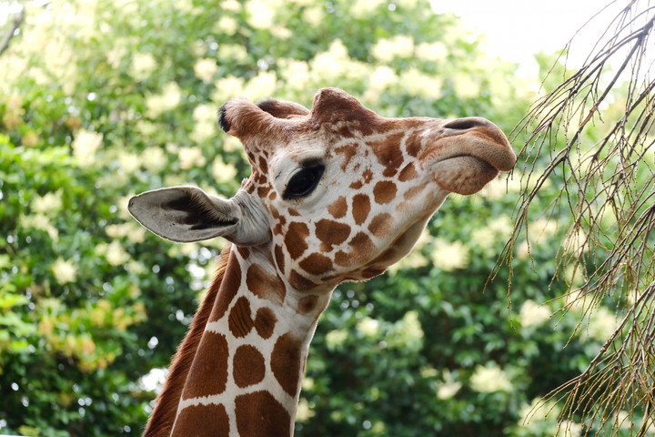 野毛山動物園