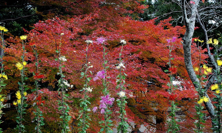 大覚寺嵯峨菊展