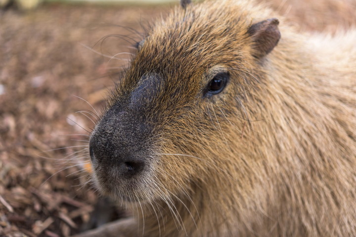 大宮公園小動物園