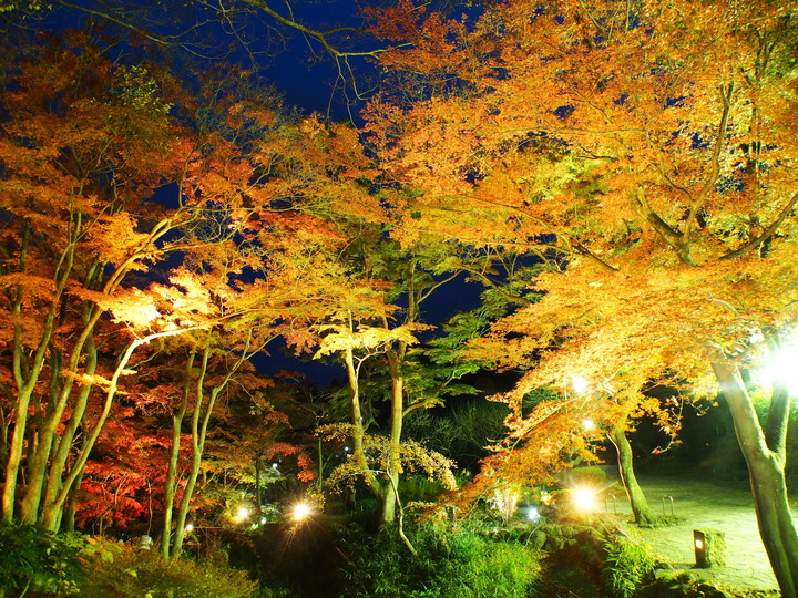 熱海梅園（紅葉）