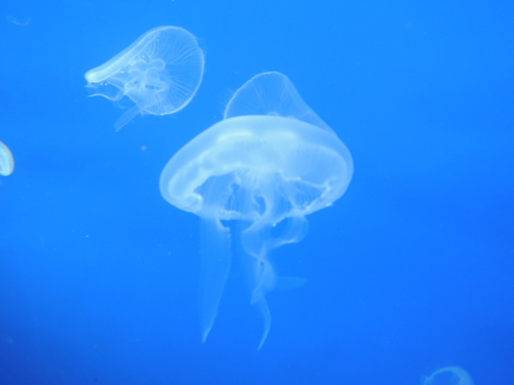 すみだ水族館