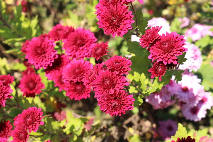 明石公園菊花展覧会（兵庫県）