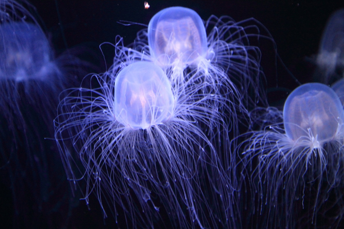 大洗水族館