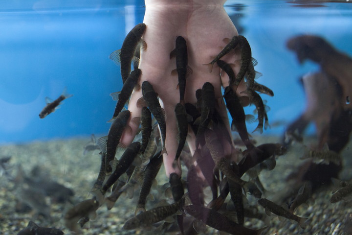 高千穂峡淡水魚水族館