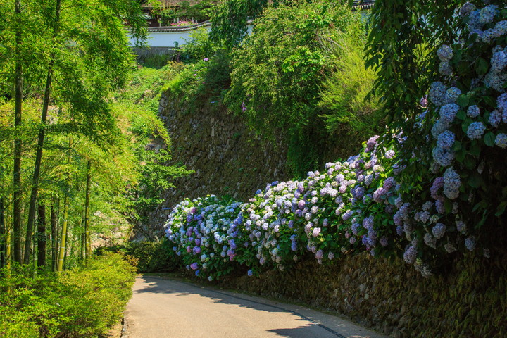 長谷寺