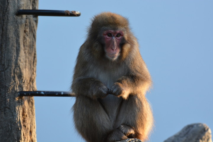 円山動物園