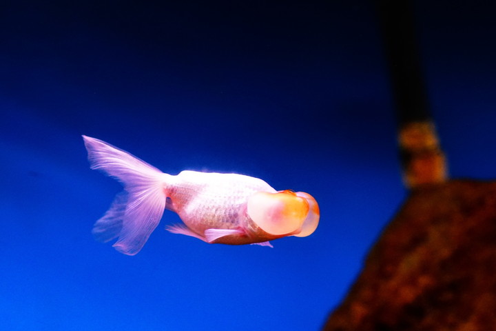 サンピアザ水族館