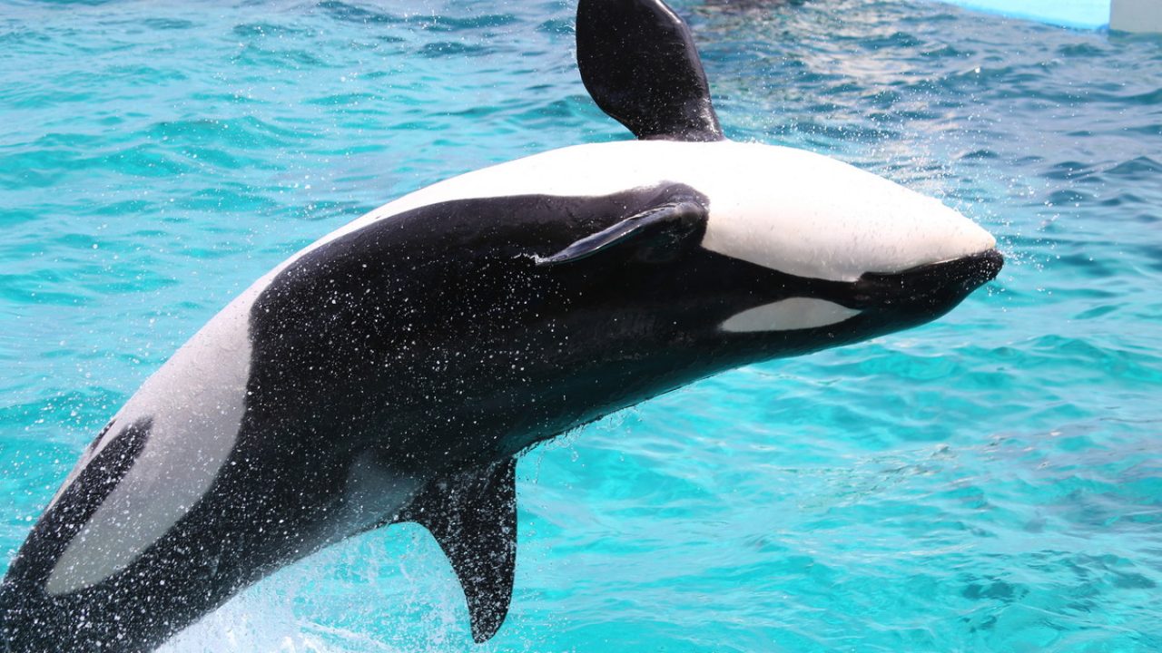シャチとのふれあい体験 千葉の 鴨川シーワールド の見どころをご紹介 エアトリ トラベルコラム シャチとのふれあい体験 千葉の 鴨川シーワールド の見どころをご紹介 エアトリ トラベルコラム