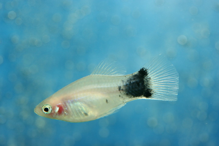 出の山淡水魚水族館