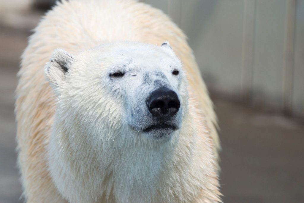 釧路市動物園