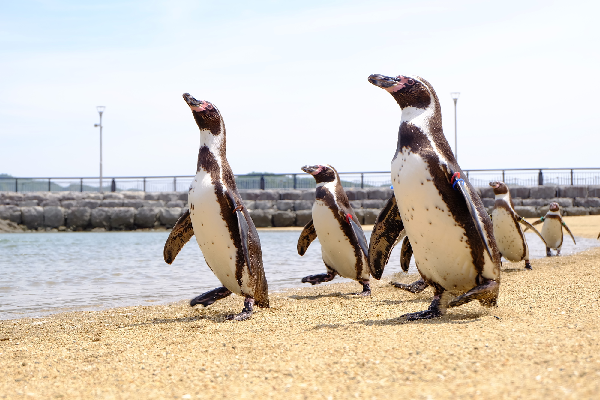 長崎ペンギン水族館