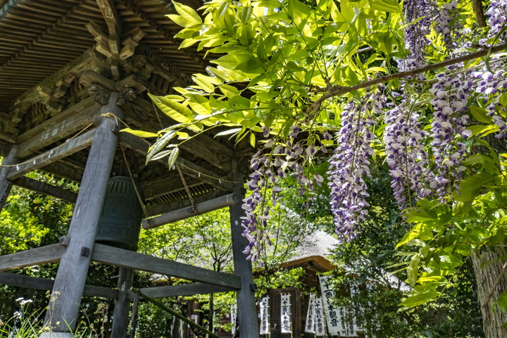 杉本寺