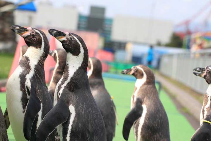 市立室蘭水族館