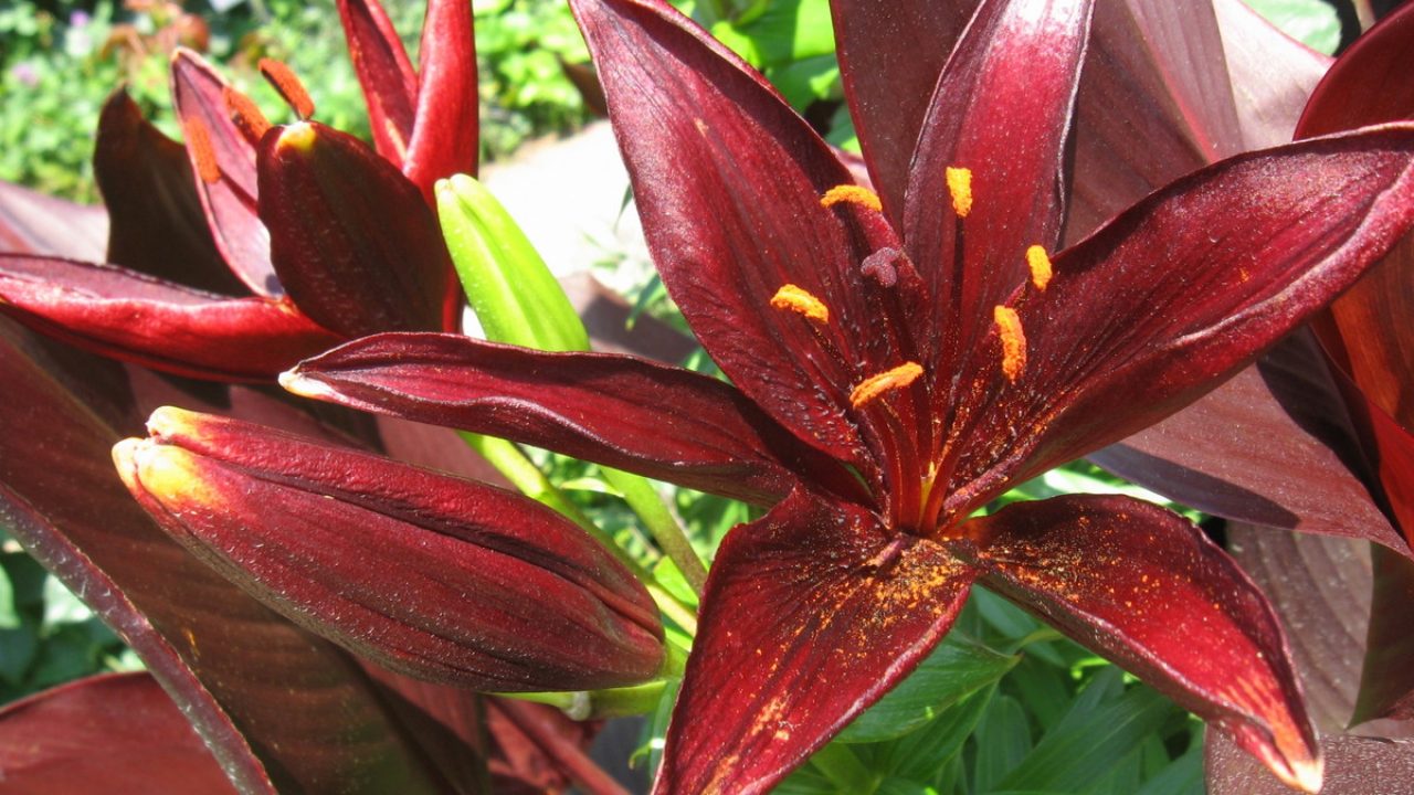 1 300品種の花と植物の楽園 横浜イングリッシュガーデンをご紹介 エアトリ トラベルコラム