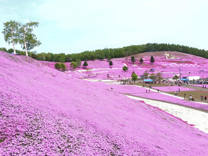 東藻琴芝桜公園