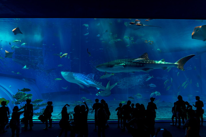 沖縄美ら海水族館