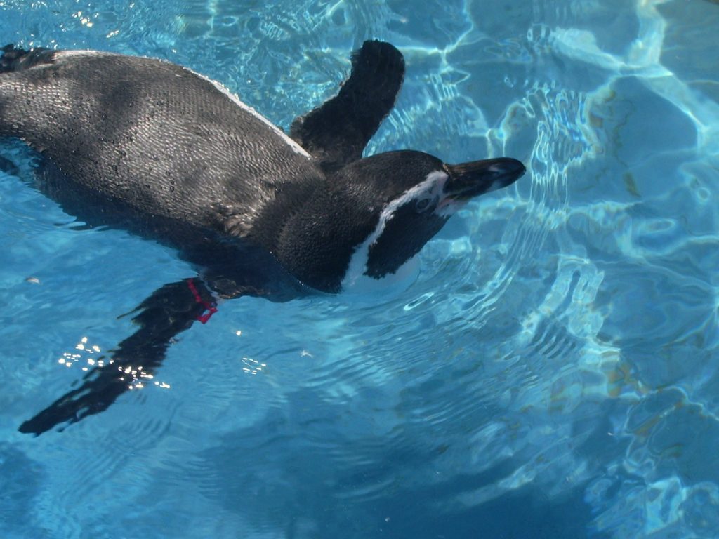 越前松島水族館