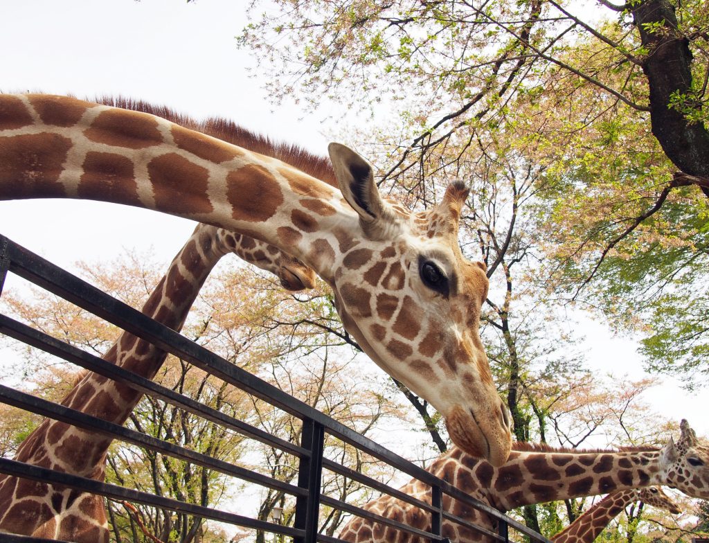 宇都宮動物園