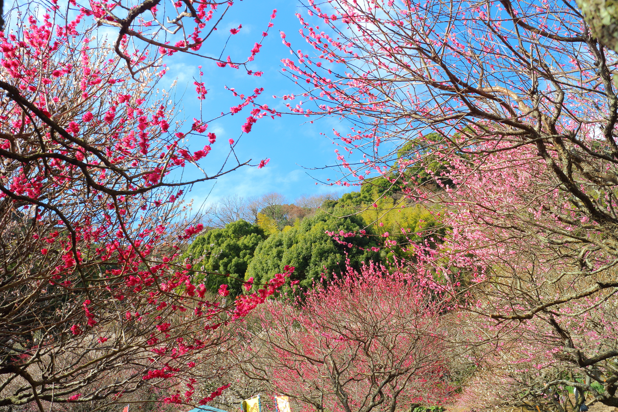 熱海梅園